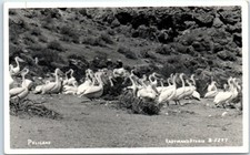 Postcard - Pelicans