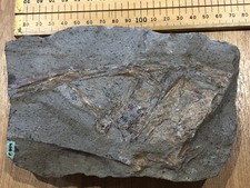 Esox lucius  (Pike) Fish Fossil.  Miocene age from Pesterreich Germany 