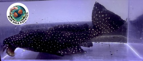 L240 galaxy pleco - pleco, live