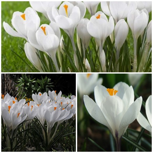 Crocus flower bulbs joan of - bulbs.,