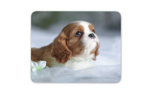 Cavalier king charles - cavalier, spaniel