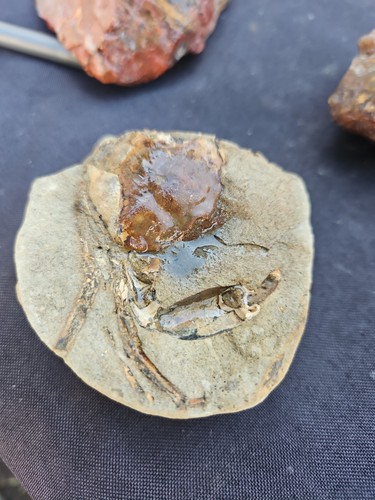 Fossilized crab nodule - fossilized,