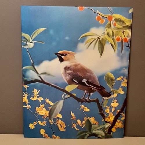 Vintage waxwing lenticular - waxwing,