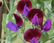 8 x Sweet Pea ‘Cupani’