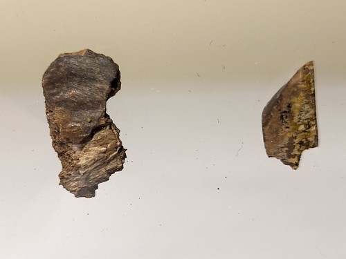 Real rex tooth fragment and - t-rex,