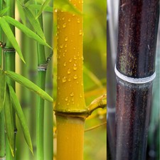Bamboo Plants, Yellow, Green, Black, screening, 3L pots, set of 3 garden plants
