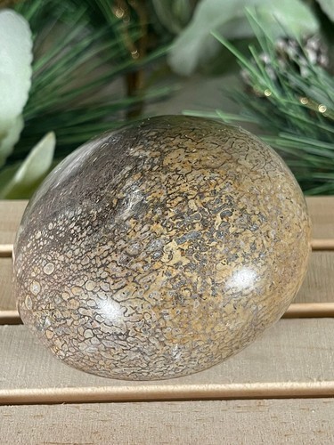 Dinosaur bone fossil - bone,