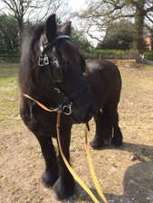 Driving Harness Cob