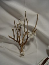 Vintage natural branch coral - natural,
