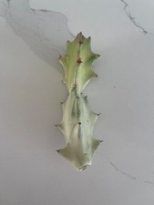 Euphorbia Lactea White Ghost