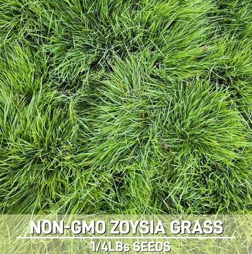 Zoysia grass seed - seed, bulk