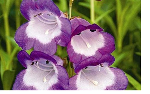 Penstemon pensham - penstemon,