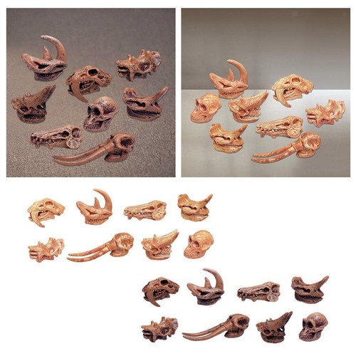 Animal mammal skull model - skull,