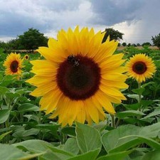 GIANT SUNFLOWER SEEDS FOR PLANTING TO GROW TALL GROWING EASY PLANT BULK FLOWERS