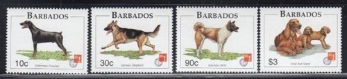 Barbados doberman pinscher - doberman,