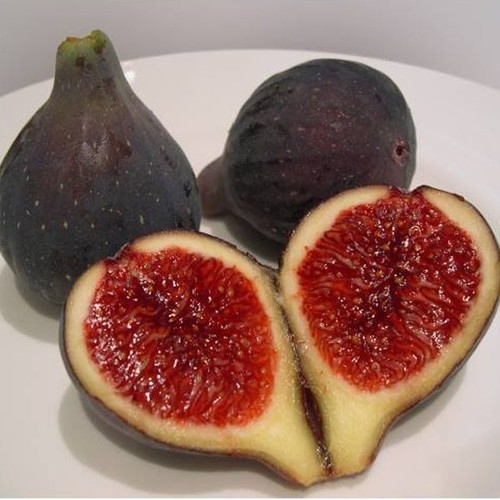 Noir bellone fig tree - noir,
