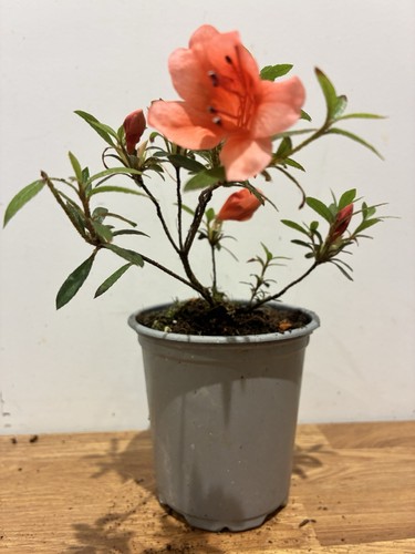 Red satsuki azalea 9cm pot - azalea, in