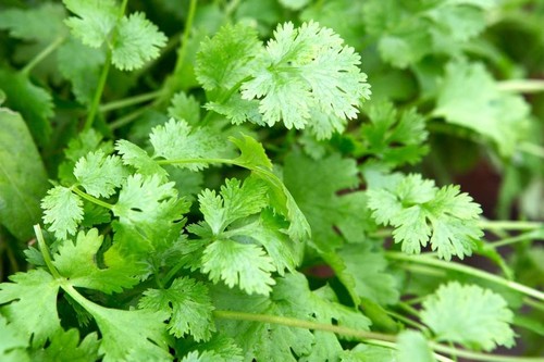 Coriander seeds grow your own - seeds,