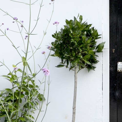 Suttons bay tree - bay,