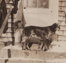 Dog Steps House Snow Winter