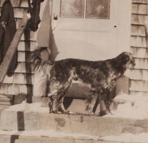 Dog steps house snow - steps,