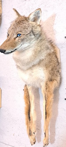 Coyote taxidermy shoulder - coyote,