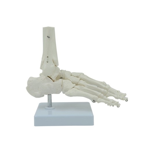 Anatomical foot model - model, skeleton
