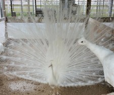 3 Pure White Peacock (Peafowl)