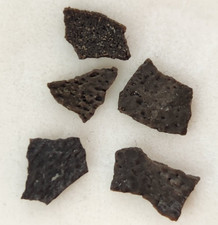 Hadrosaur Egg Shell Fossils