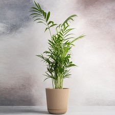 Parlour Palm Large Indoor House Plant Real Evergreen Tall Big Exotic Rare Plants