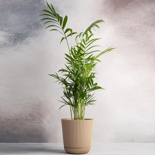 Parlour palm large indoor - palm,