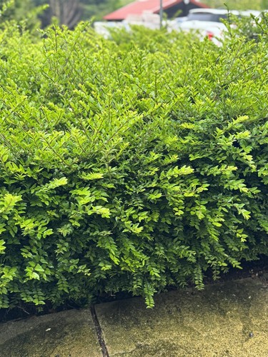 Lonicera nitida box hedging - nitida, |