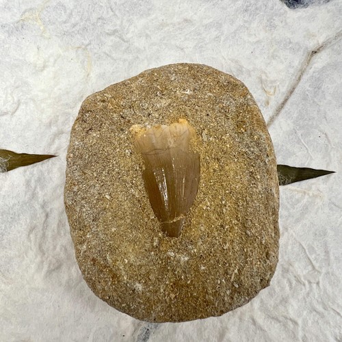 Mosasaur tooth matrix - tooth, in