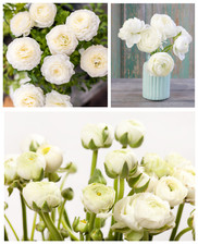 20 Ranunculus Asiaticus WHITE