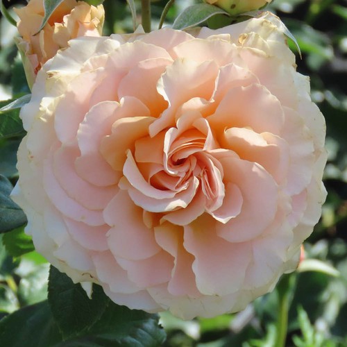Harkness roses bush - harkness,