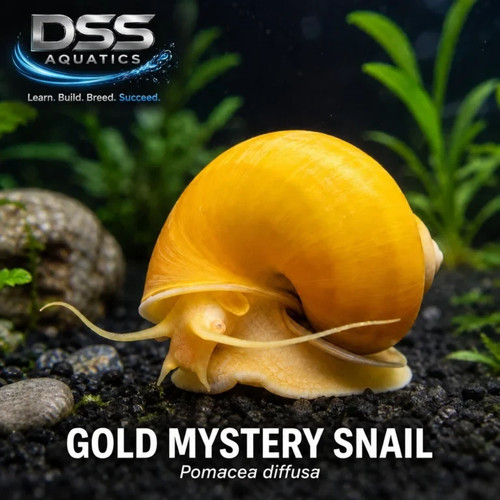 Gold mystery snails live - 10,