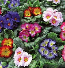 Primula vulgaris bicolor - vulgaris,