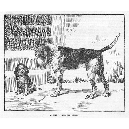 Dogs chip off the old - off,