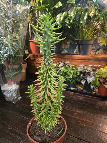 55cm tall eve - 55cm,