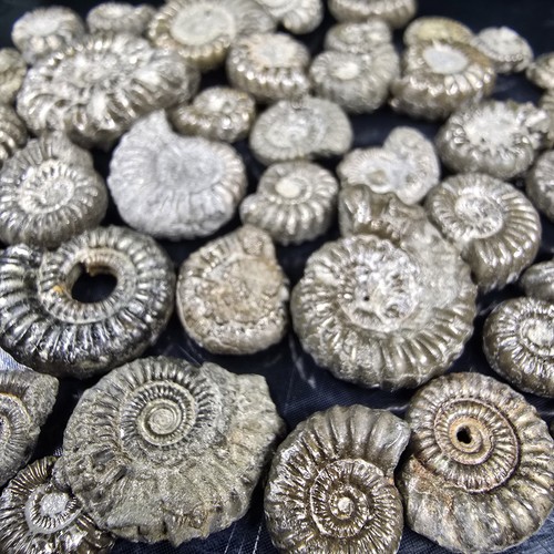 Small pyrite ammonite - small,