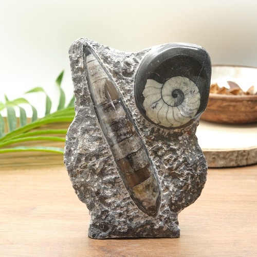 Large orthoceras goniatite - large,