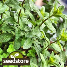 Peppermint Seeds | Heirloom /