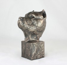 Pit bull American Staffy