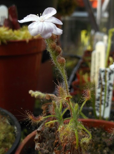 Drosera scorpioides pygmy - drosera,
