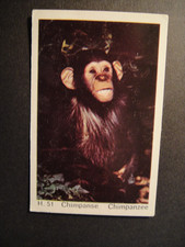 DANDY GUM WILD ANIMALS DANISH