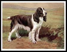 ENGLISH SPRINGER SPANIEL