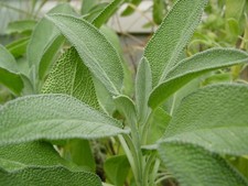 Broadleaf Sage, Salvia