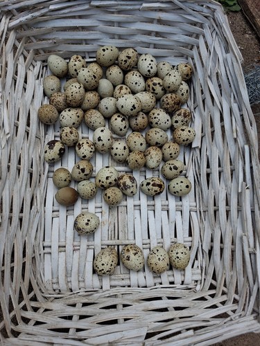 Fresh quail eggs - quail,