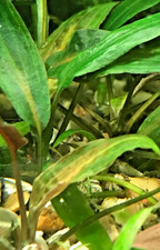 Cryptocoryne Affinis * 3 young plants*Safe for shrimp and fry