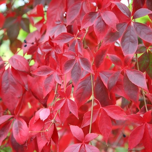 Parthenocissus quinquefolia - parthenocissus,